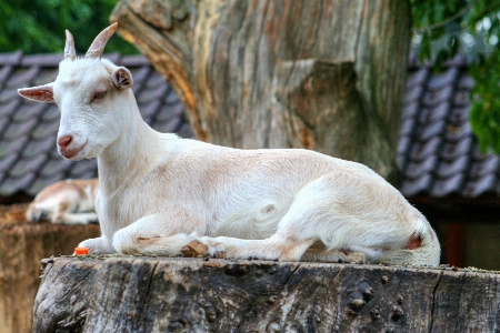 Photo Arbre nature blanc animal