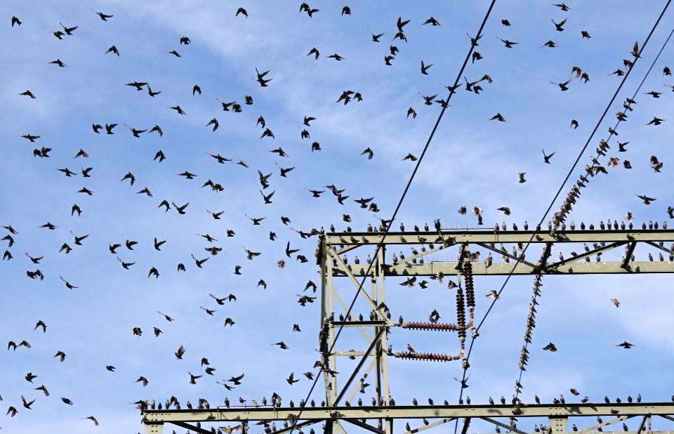 Alam cabang burung sayap