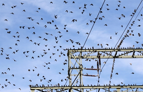 Foto Alam cabang burung sayap