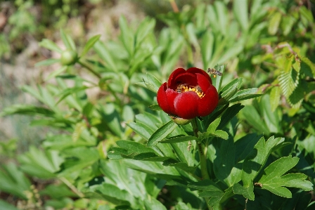 自然 植物 花 花粉 照片