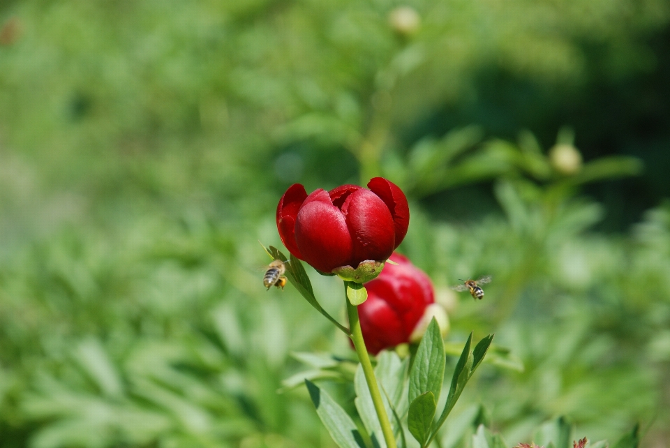 Nature fleurir usine prairie
