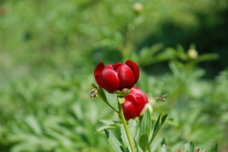 Nature blossom plant meadow Photo