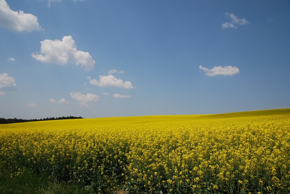 Natur gras horizont anlage