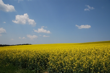 Natur gras horizont anlage Foto