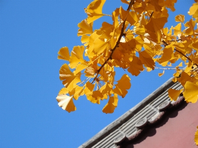 Tree branch blossom plant Photo