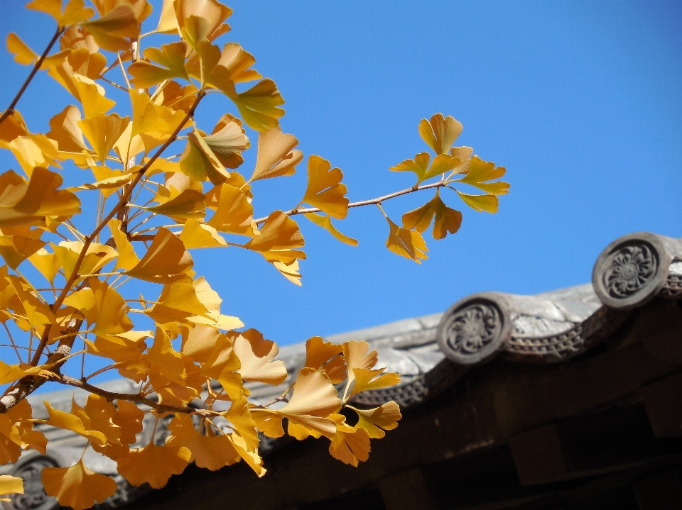 木 ブランチ 植物 空