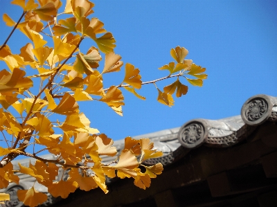 Tree branch plant sky Photo