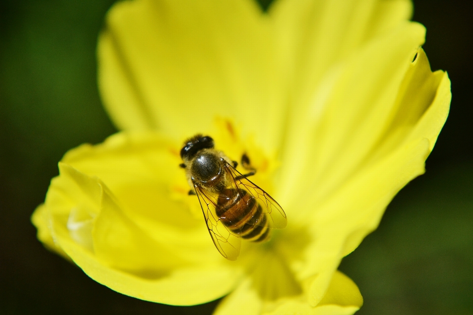 Nature usine la photographie fleur