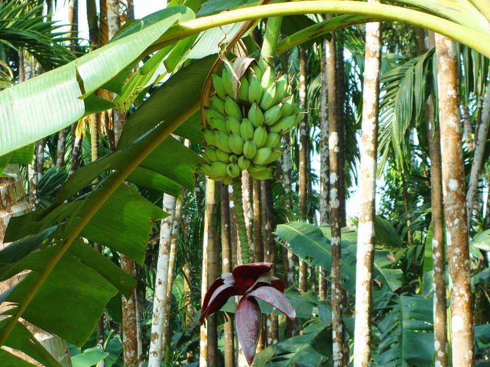 Pianta frutta fiore cibo