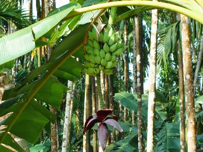 Foto Pianta frutta fiore cibo