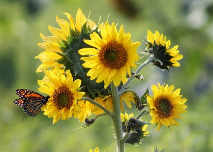 Foto Alam tanaman bidang padang rumput
