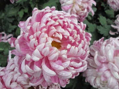 Plant flower purple petal Photo