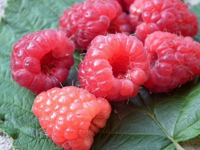 Plant raspberry fruit berry Photo