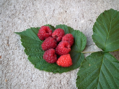 Plant raspberry fruit berry Photo