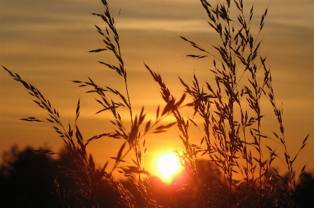 Landscape nature grass horizon Photo