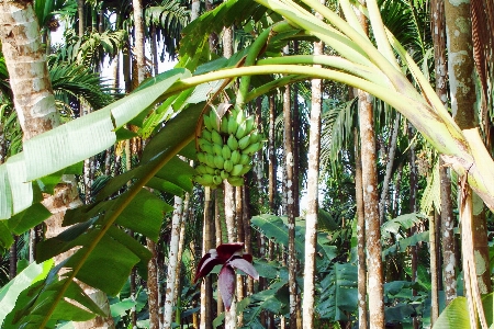 Foto Pohon alam hutan gurun
