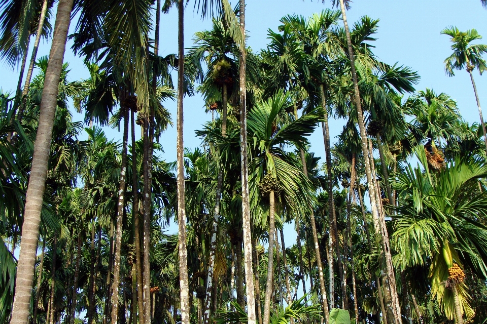 Pohon alam hutan gurun
