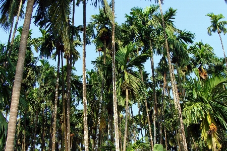 Foto Albero natura foresta selvaggia
