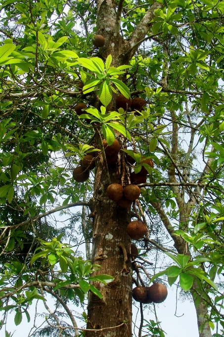 árvore natureza floresta filial