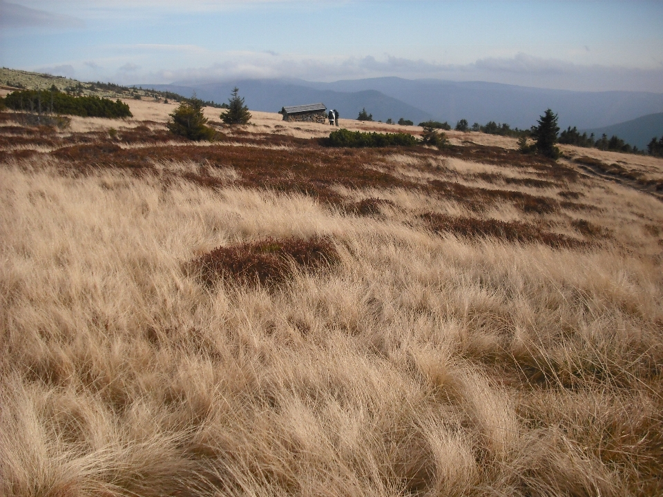 Landscape nature grass sand