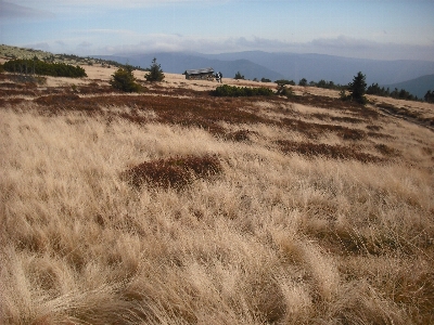 Landscape nature grass sand Photo