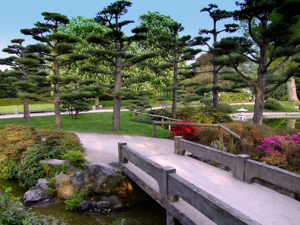 Paisaje árbol planta puente