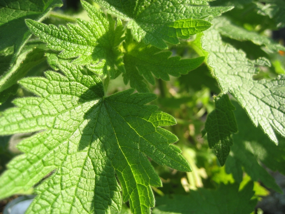 Albero pianta foglia fiore