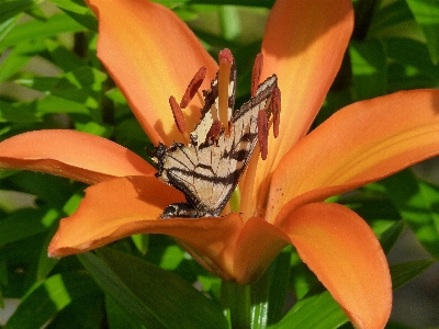 Zdjęcie Natura zakład fotografia liść