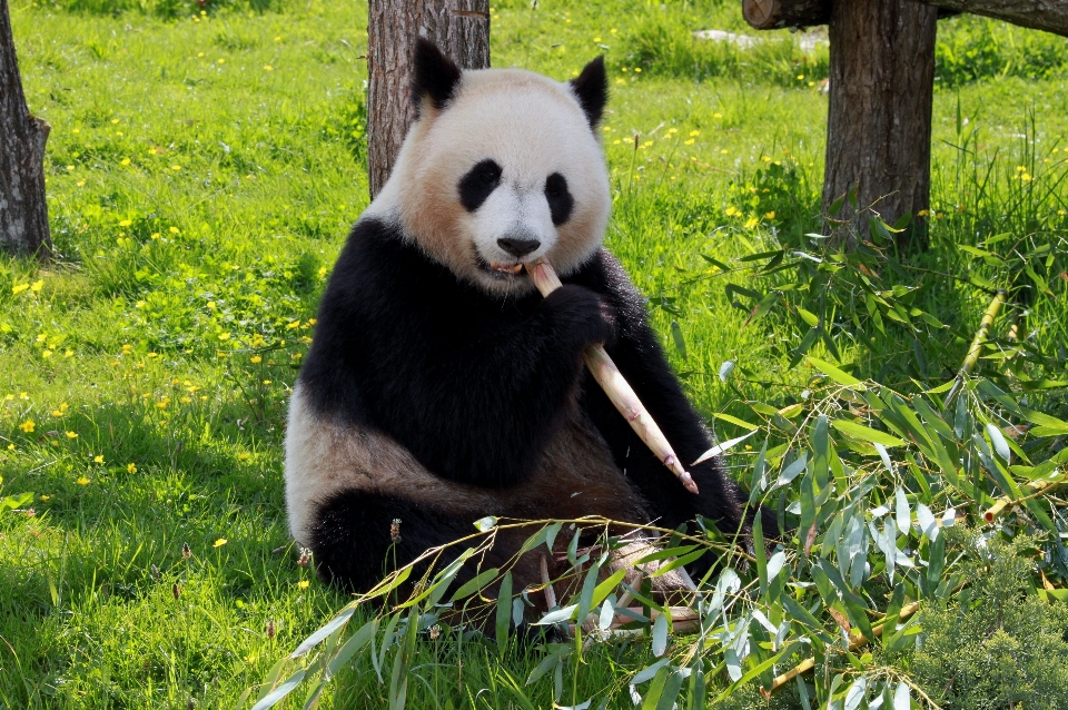 Orso animali selvatici zoo mammifero