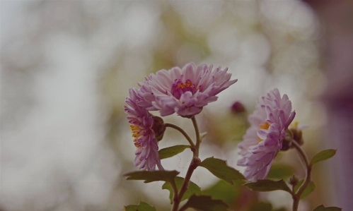 Nature branch blossom blur Photo