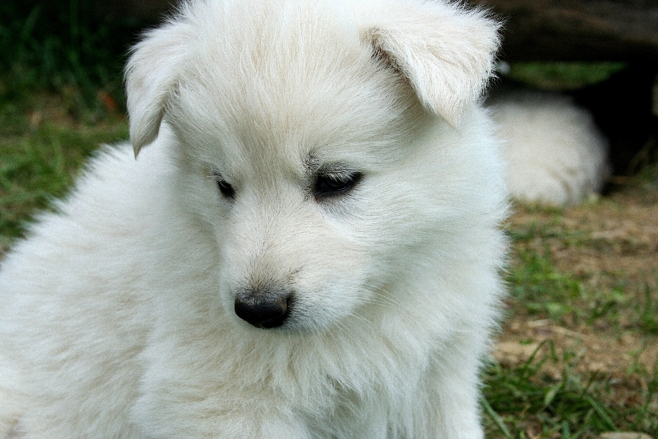 Bianco cucciolo cane mammifero