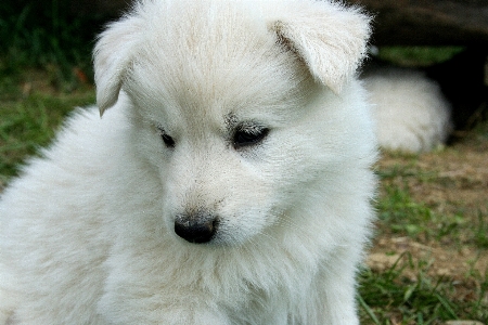 White puppy dog mammal Photo