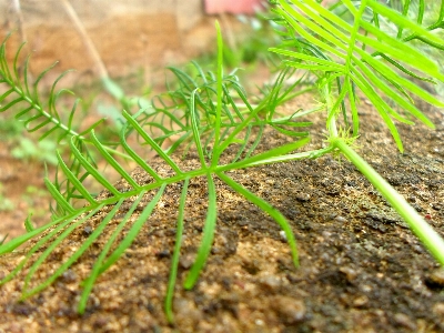 Tree nature grass branch Photo