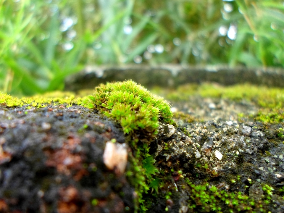 árbol naturaleza bosque césped