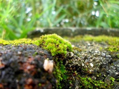 Tree nature forest grass Photo