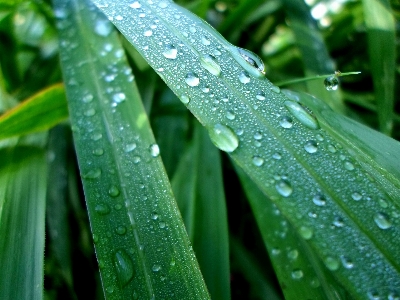 水 自然 森 草 写真