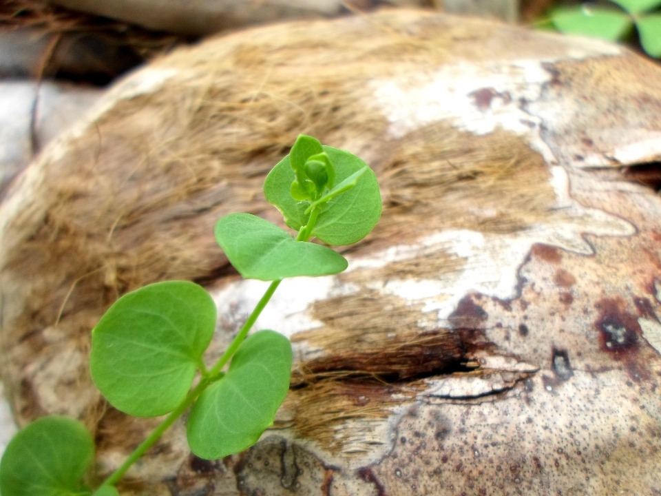 Nature croissance usine sol