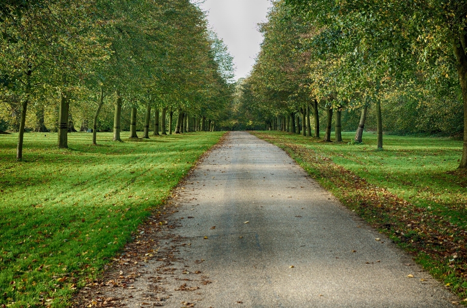 Baum natur wald weg