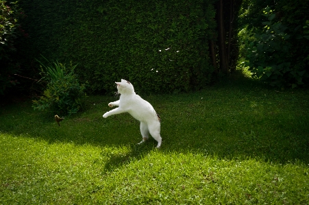 Foto Rumput burung putih halaman