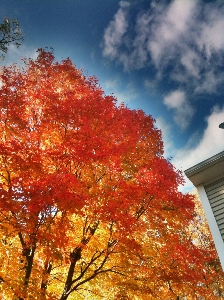 Tree branch plant sky Photo