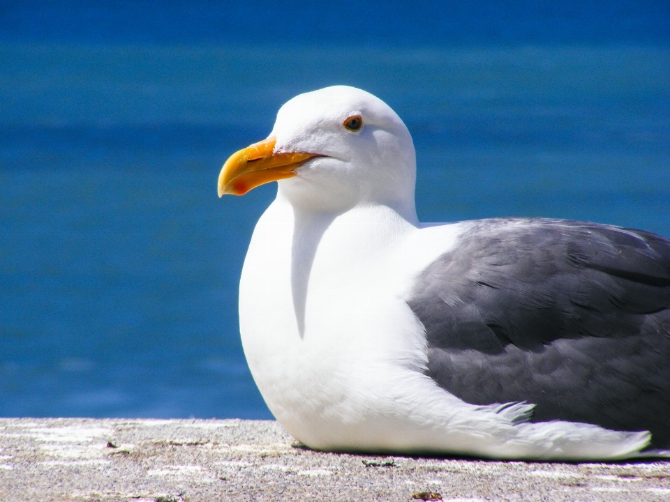 Agua naturaleza océano pájaro