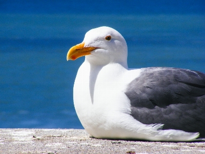 Foto Air alam laut burung