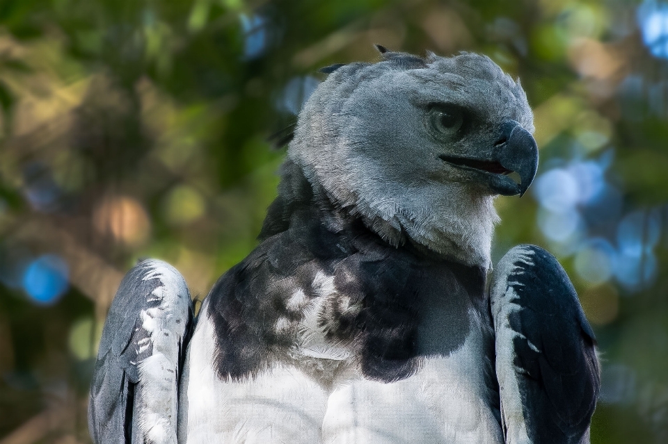 Natura all'aperto selvaggia
 uccello