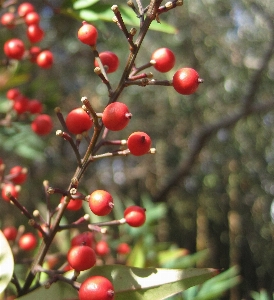 Tree branch blossom plant Photo