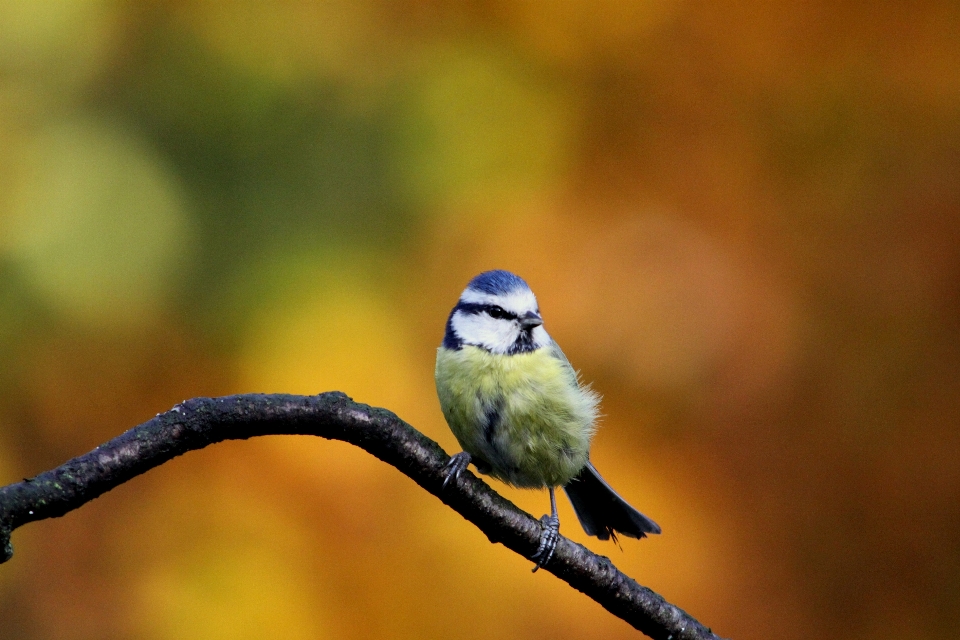 自然 ブランチ 鳥 野生動物