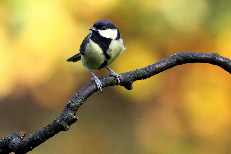 Naturaleza rama pájaro flor