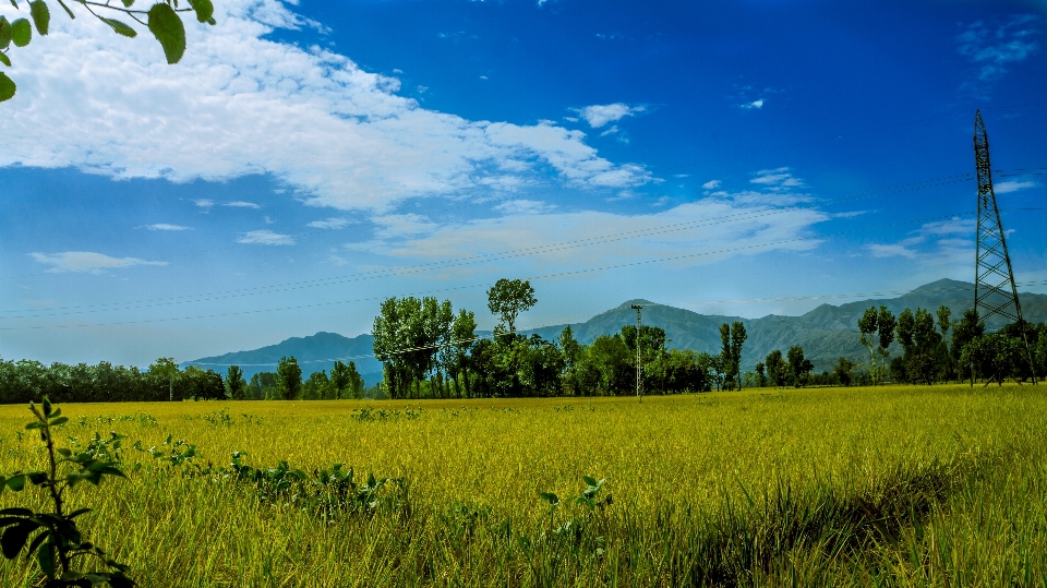 Paysage nature herbe horizon