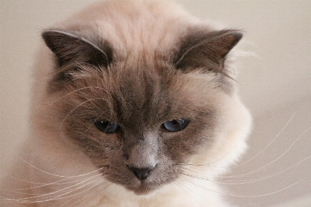 時計 動物 ペット 肖像画 写真