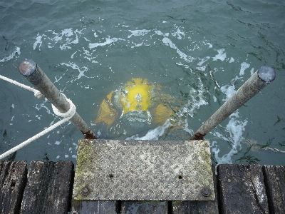 Sea water underwater fish Photo