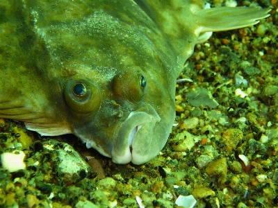 Foto Animais selvagens embaixo da agua verde biologia